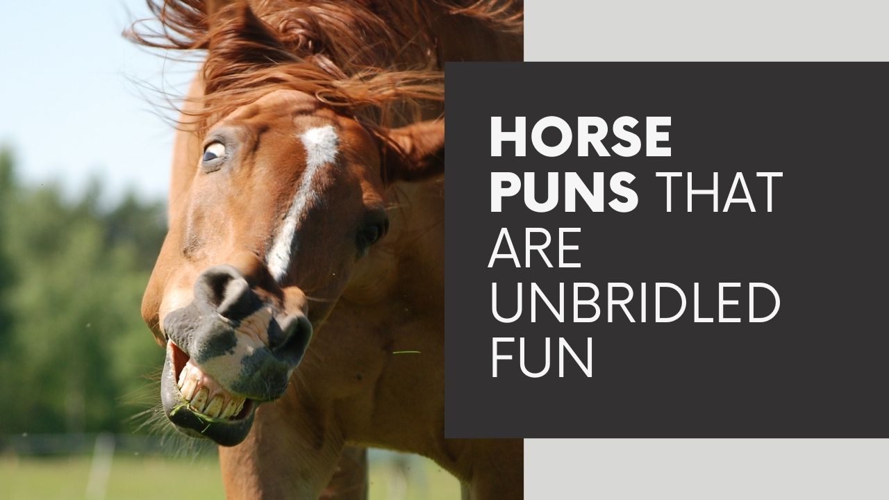 250+ Unbridled Horse Puns & Jokes: The Ultimate Guide to Equine Humor